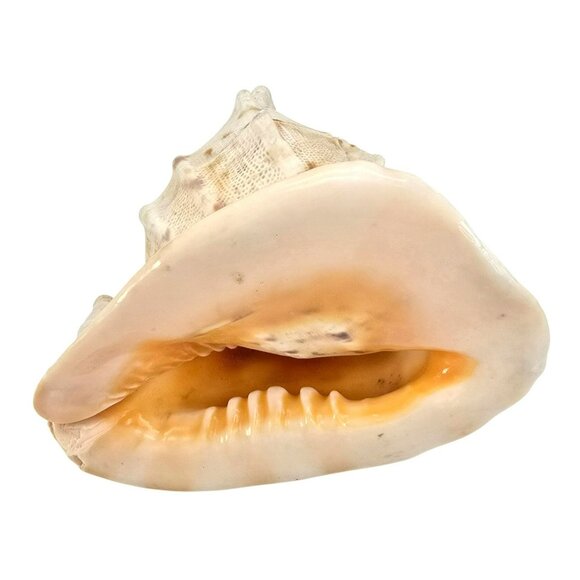 Decorative Natural Helmet Sea Shell Ornament For Home Decor Or Aquariums JE256 - Picture 4 of 10